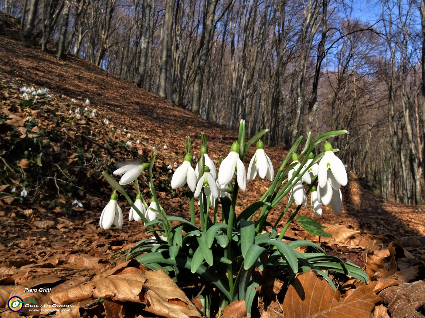 43 Festa di fiori sui sentieri al Monte Zucco - Galanthus nivalis (Bucanevi) nella splendida secolare faggeta.JPG